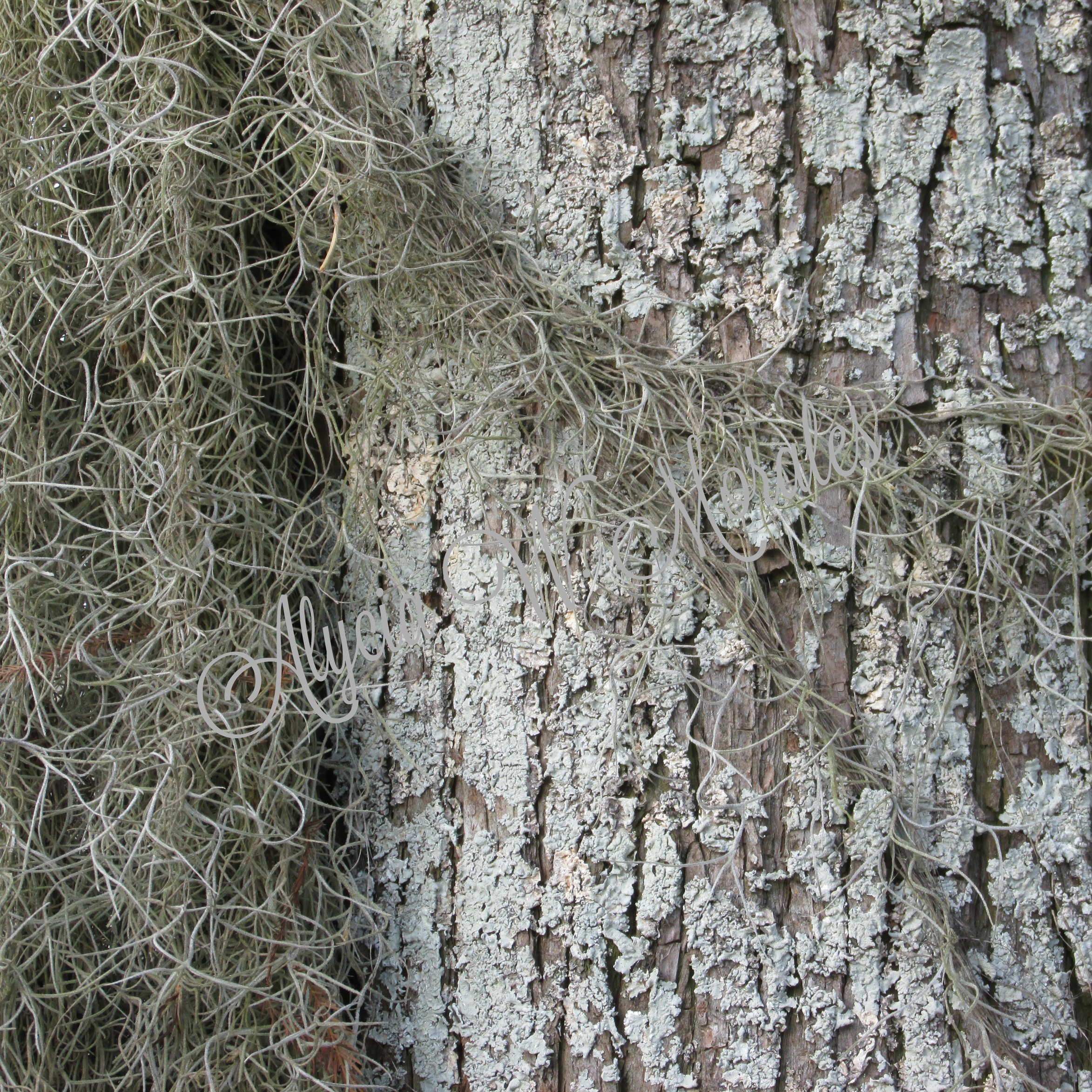 Background Images Pack : Brick & Bark - Image 5