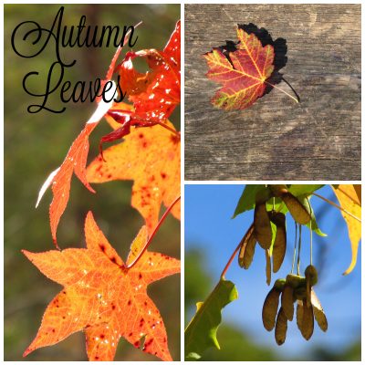 Autumn Leaves Images Pack